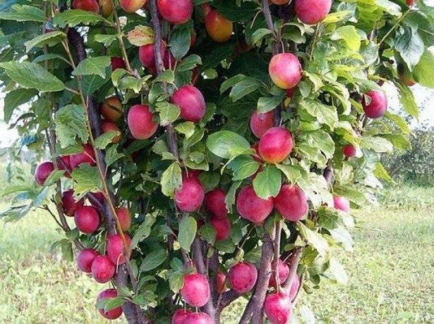 Яблоня ковровое: топ отзывы, секреты выращивания с фото