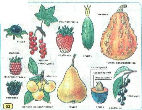 Томаты — это фрукты или овощи?