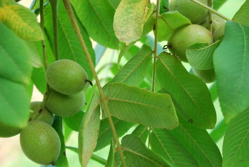Орех маньчжурский -посадка и уход, выращивание в саду