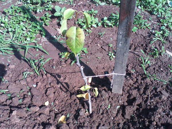 Как правильно посадить грушу весной летом в подмосковье в сибири