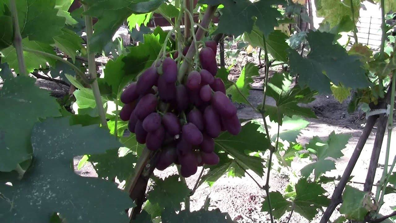 Японские сорта винограда: что мы о них знаем