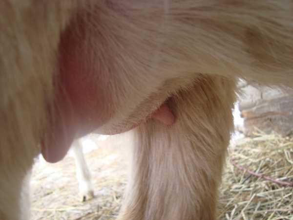 Как доить козу? как правильно осуществить доение руками? сколько раз в день нужно проводится дойку? как первый раз подоить козу, советы для начинающих