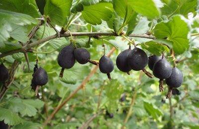 Описание сорта крыжовника черный негус — советы садоводам