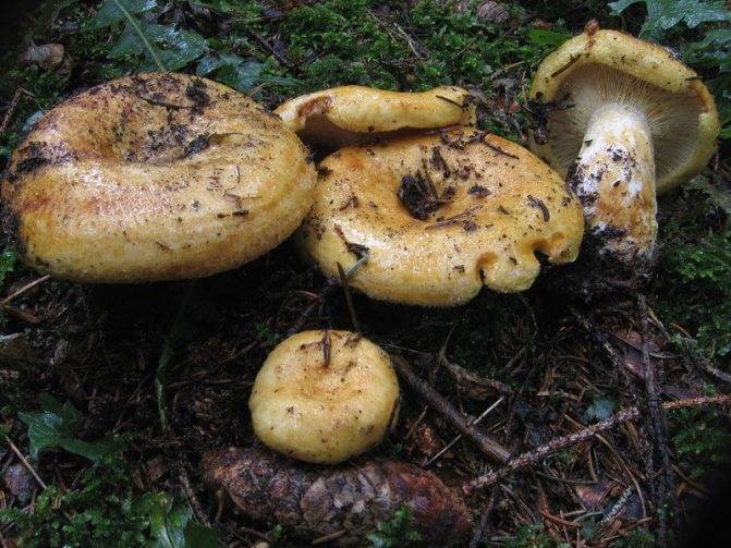 Желчный гриб — несъедобный но не ядовитый, он же ложный белый гриб, описание, отличительные особенности и свойства