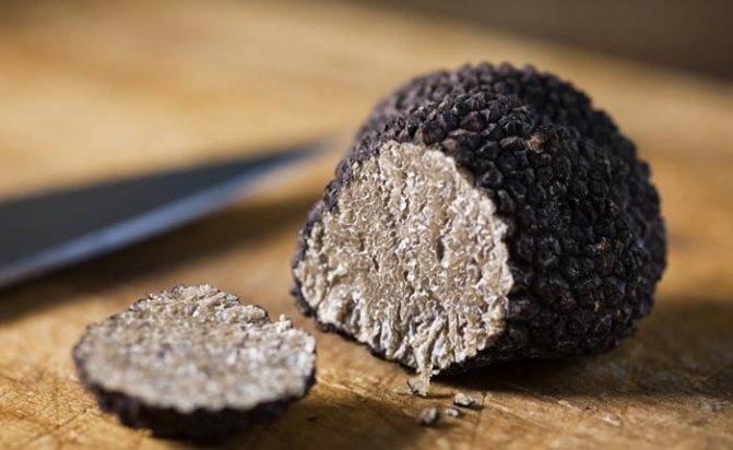 Белый трюфель — самый дорогой деликатесный гриб