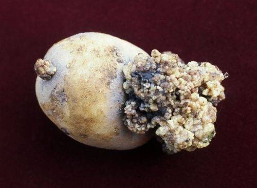 Картофельный рак: фото, симптомы и методы защиты