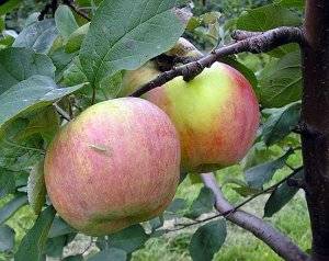 Лучшие поздние сорта яблони, в том числе для различных регионов, с описанием, характеристикой и отзывами, а также особенности их выращивания
