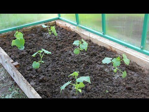 Как правильно посадить огурцы в открытый грунт семенами, на какую глубину