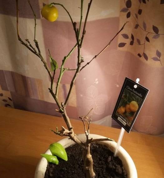 Почему у лимона опадают листья и скручиваются, желтеют