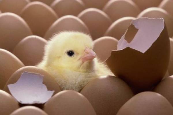 Несут ли куры бройлеры яйца в домашних условиях