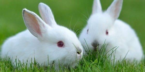 Декоративные кролики сколько живут. как долго живут декоративные кролики | дачная жизнь