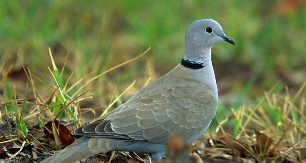 Вяхирь дикий голубь. образ жизни и среда обитания вяхиря | животный мир