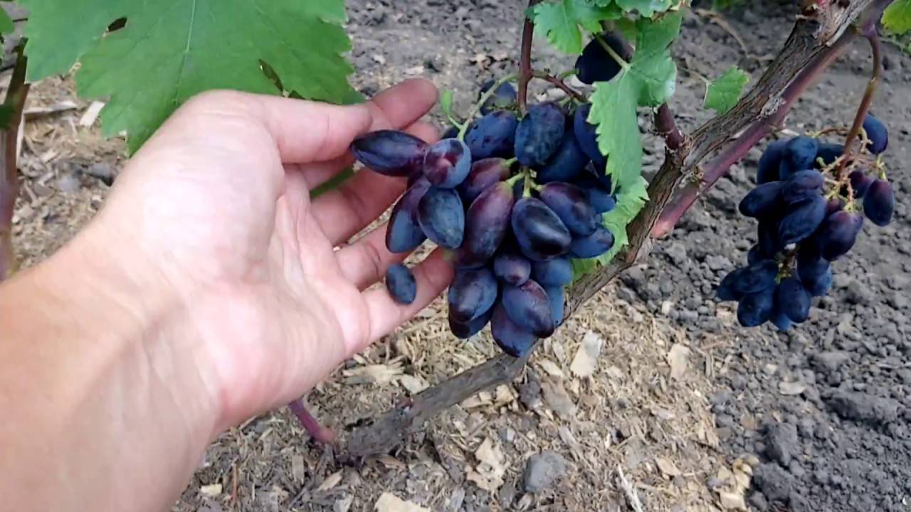 Виноград ромбик | описание сорта - фото - купить саженцы – саженец.com.ua