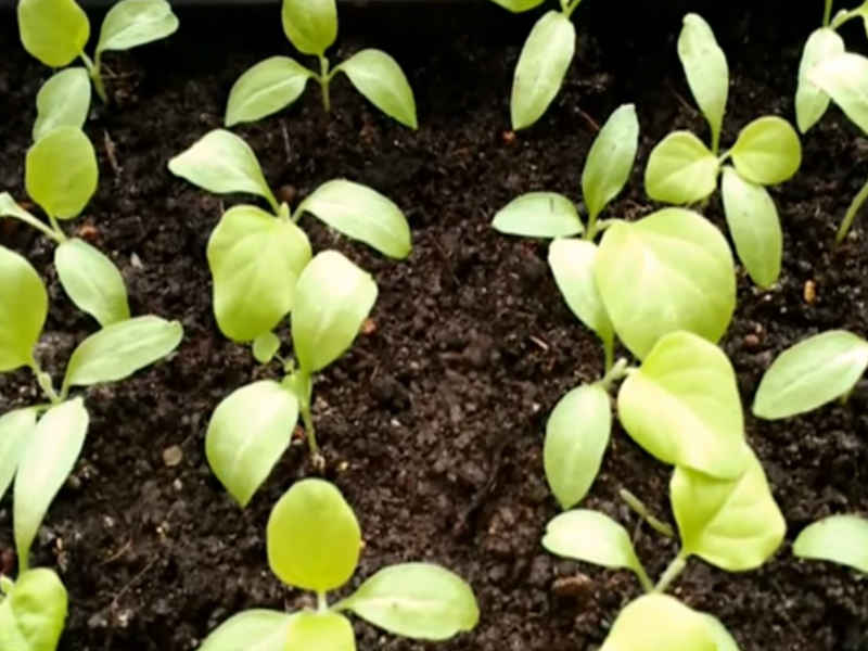 Уход и выращивание баклажан - схема подкормки и внесения удобрений