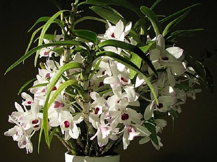 Дендробиум (59 фото):названия разновидностей цветка, размножение орхидеи и уход в домашних условиях
