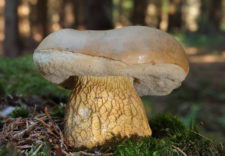 Полубелый гриб — традиция