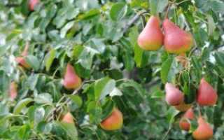 Как вырастить яблоню и грушу из черенка