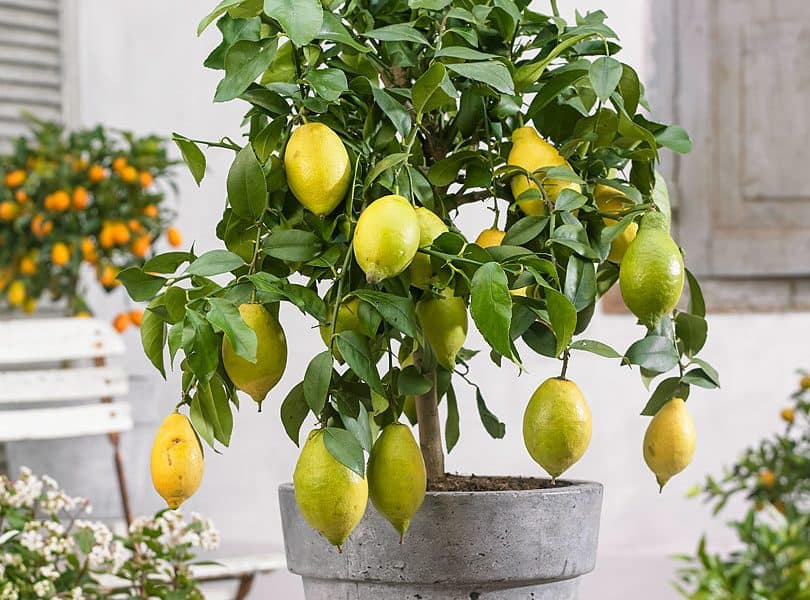 Как привить лимон в домашних условиях чтобы он плодоносил
как привить лимон в домашних условиях чтобы он плодоносил