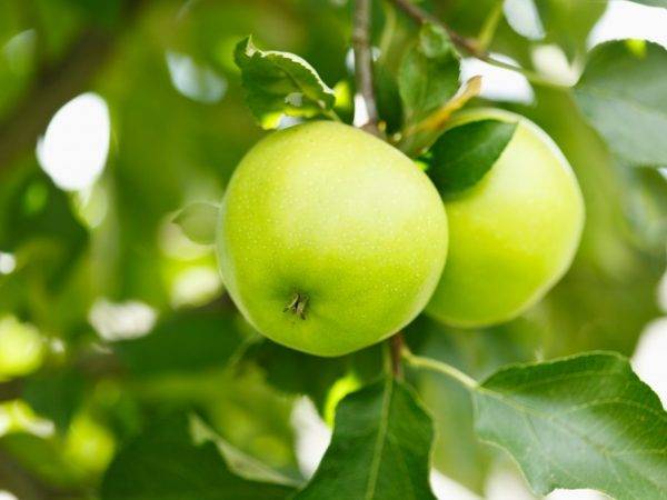 Яблоки – состав и польза для организма, вред и противопоказания