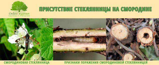 Стеклянница на смородине: меры борьбы и профилактики
