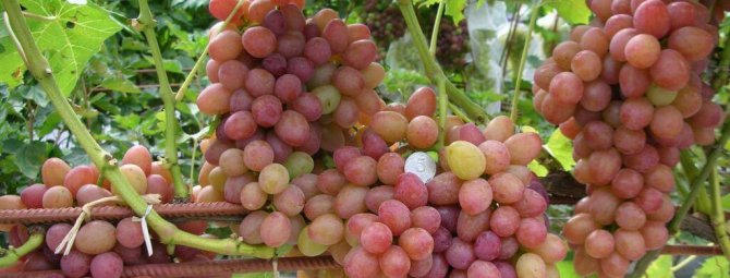 Виноград румба: характеристика и описание сорта, посадка и уход