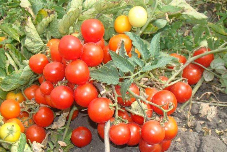Отличный сорт помидор для начинающих — томат «метелица», описание, характеристики, фото