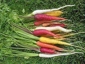 Морковь изначально была фиолетовой.. какого цвета изначально (до селекции) была морковь?