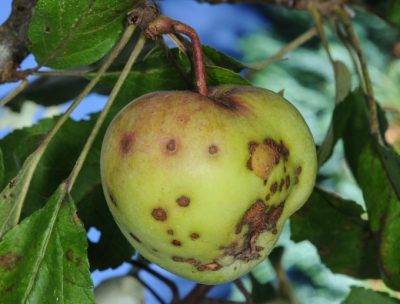 Плодожорка на яблоне: методы борьбы, когда и чем опрыскивать деревья