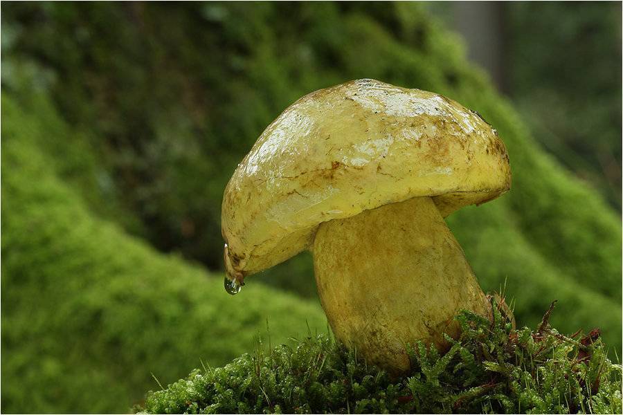 Съедобные грибы | белый гриб | рыжик | подберезовик | подосиновик