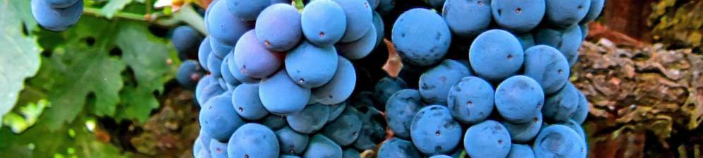 Виноград "мерло": описание сорта, фото, отзывы