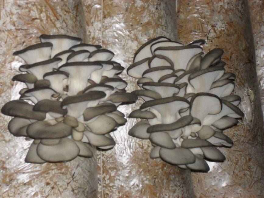 Выращивание грибов в домашних условиях: для новичков (видео)