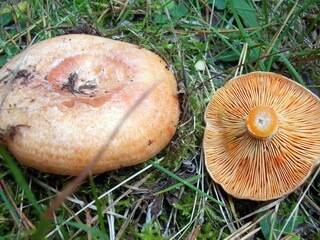 Рыжики – царские грибы русского леса
