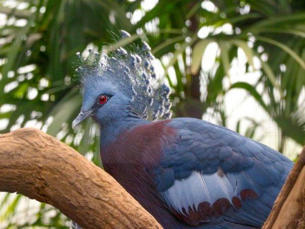Характеристика Венценосного голубя