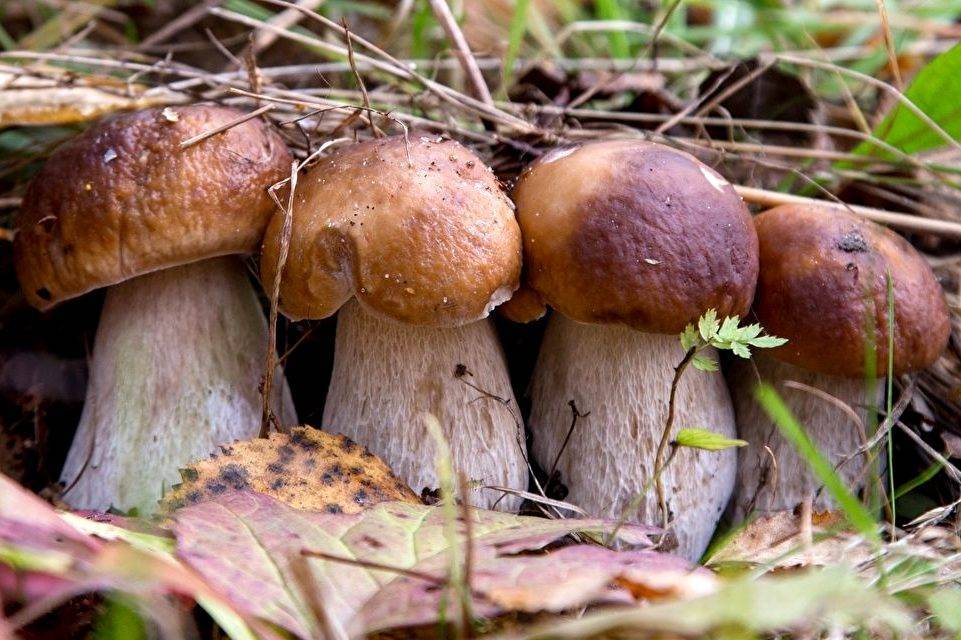 За грибами в подмосковье: куда отправляться на тихую охоту и когда пойдут грибы в 2021 году