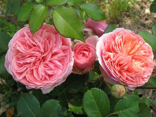 Эффектная роза чиппендейл в дизайне сада: руководство по выращиванию