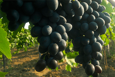 Сорт винограда молдова: описание, фото