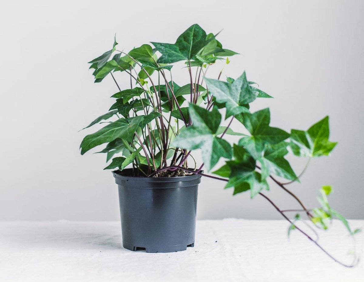 Хедера или плющ комнатный: уход в домашних условиях, нюансы выращивания растения с декоративными листьями и вьющимися побегами