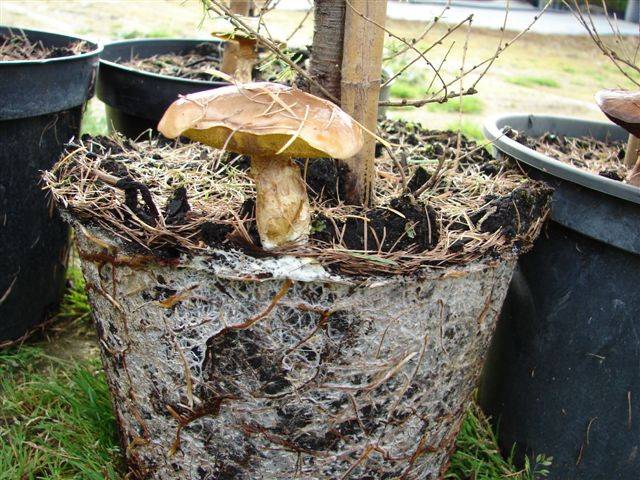Выращивание грибов на участке на даче в саду: советы и способы (+18 фото)