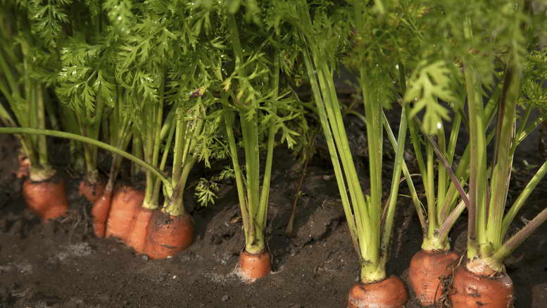 Посадка моркови весной в открытый грунт: как правильно сеять морковь семенами
