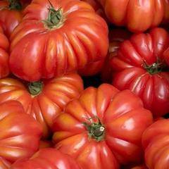Урожайность и описание сортов томатов «инжир красный» и «розовый»