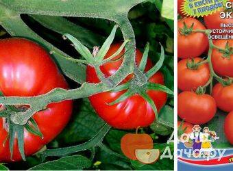 Лучшие сорта томатов для открытого грунта в сибири - журнал "совхозик"