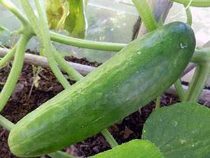 Свежие и вкусные урожаи круглое лето — огурец шпингалет f1: отзывы и описание