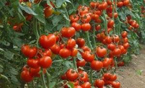 Почему скручиваются листья томата. причины скручивания листьев помидоров. фото — ботаничка.ru