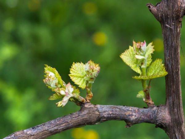 Обрезка запущенного винограда: в какое время года лучше проводить