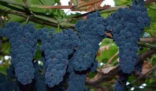 Описание сорта винограда “кишмиш потапенко черный “: особенности ухода
