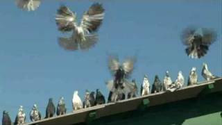 Николаевские голуби (14 фото): в чем уникальность полета птиц? мраморные и бокатые окрасы высоколетной породы, красные и белохвостые, черные и желтые голуби