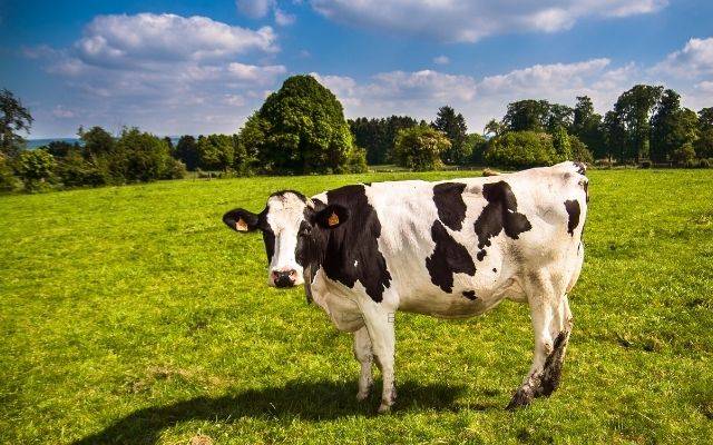 Как узнать вес коровы без наличия весов?