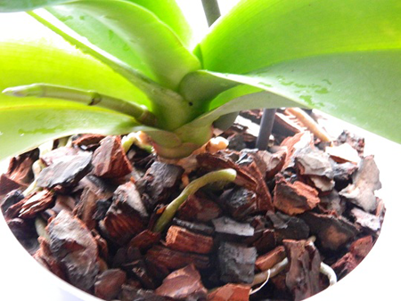 Как рассадить орхидею в домашних условиях: детками, черенками, делением куста, пошаговые инструкции, как правильно можно и когда размножать цветок, фото и видео от специалистов