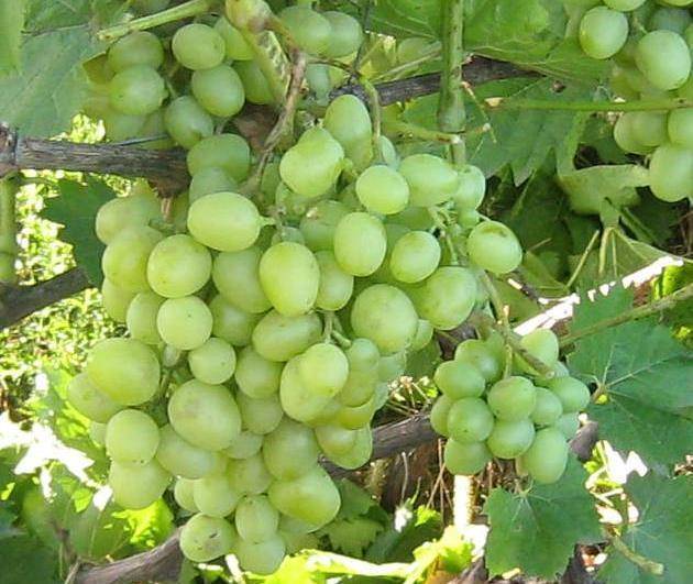 Виноград виктор: описание сорта и характеристика, плюсы и минусы, выращивание