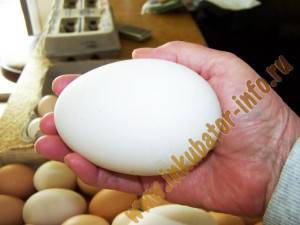 Яйца цесарки. выбор режима инкубации и температуры